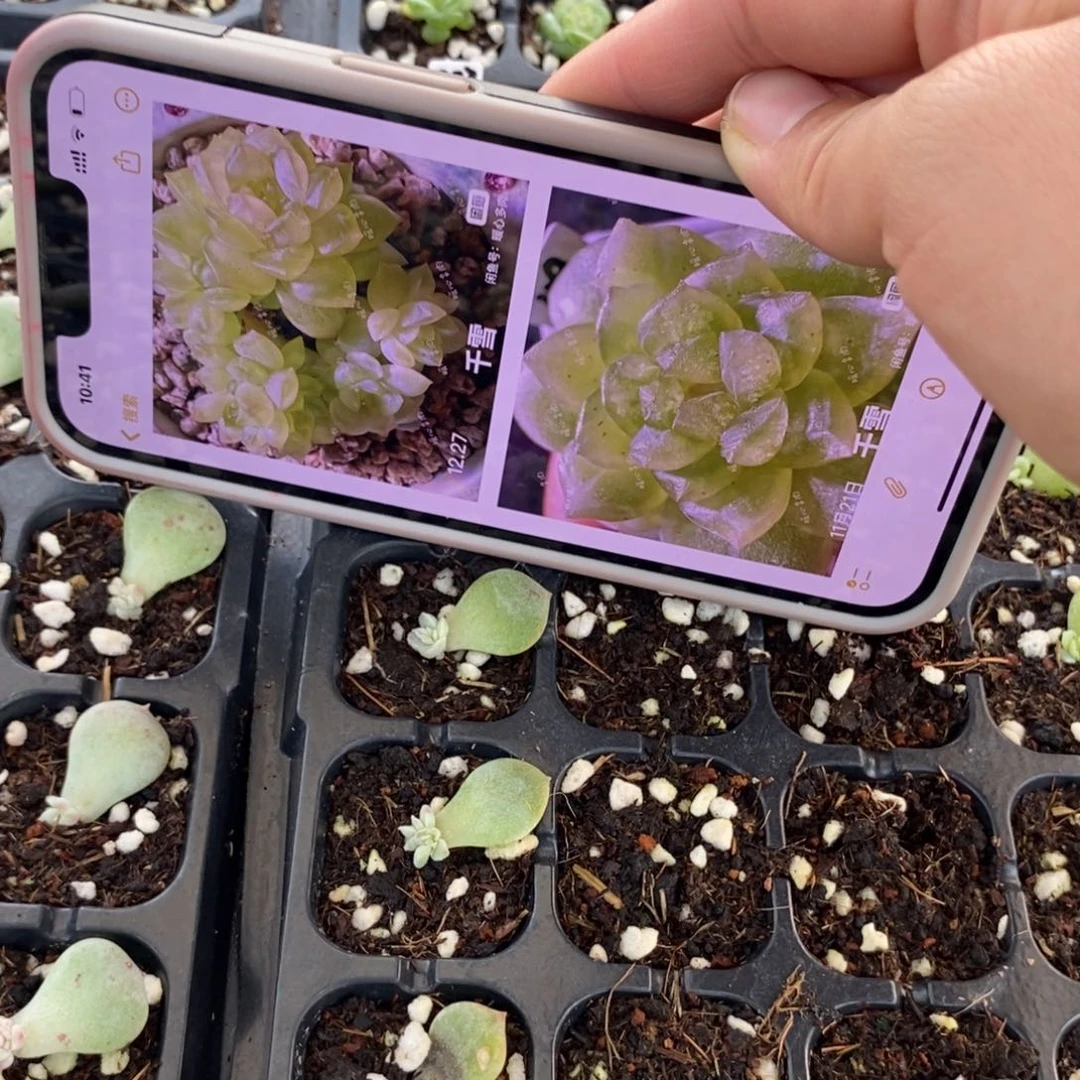 千雪833叶片带芽一个