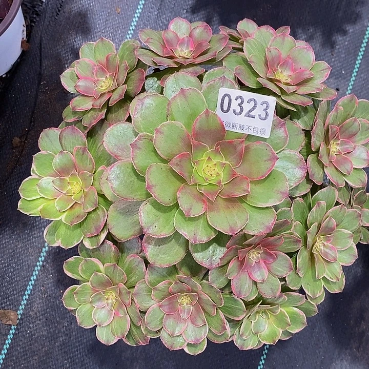 莲花座032333333333