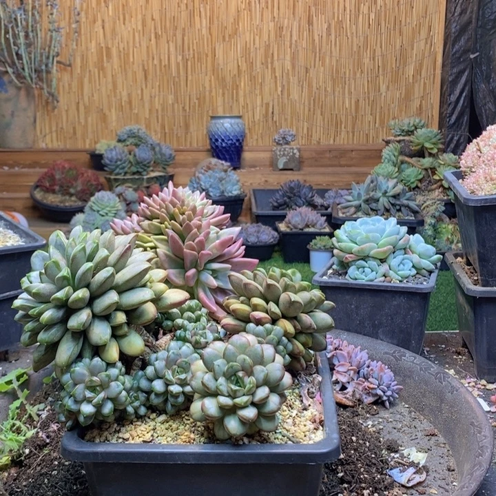 ****法231号葡萄多肉植物