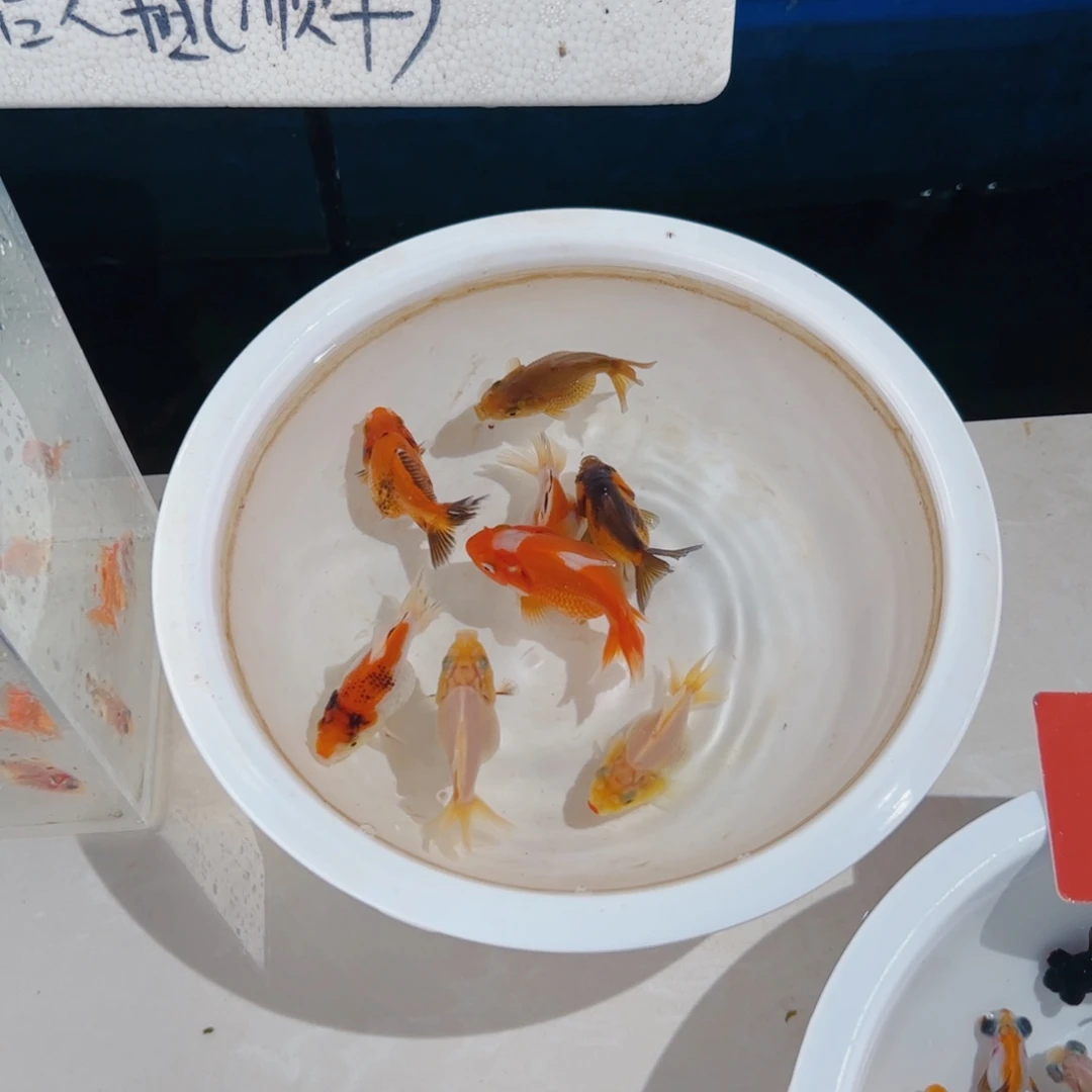 金鱼玛丽11111111