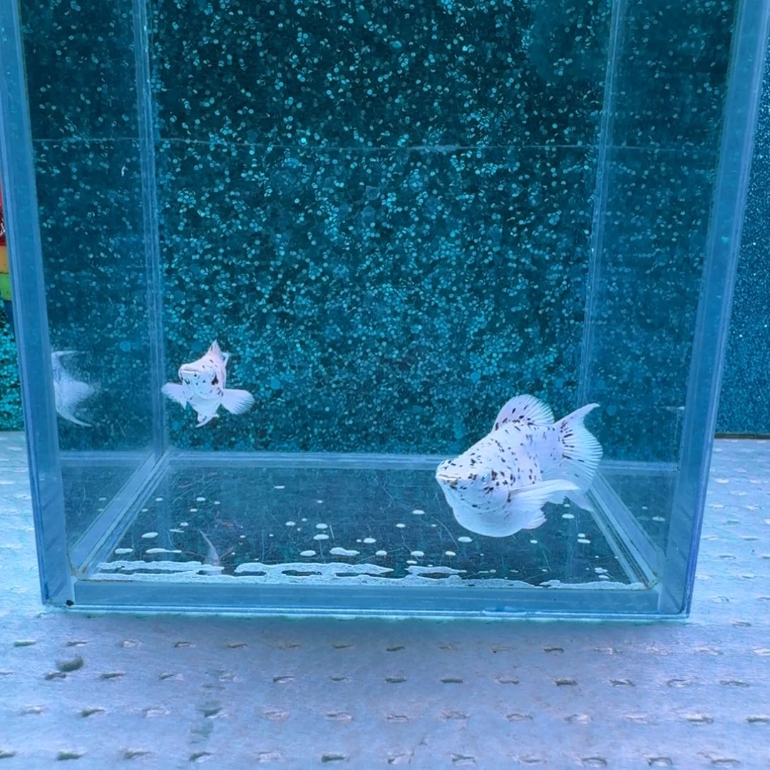 黑玛丽鱼11号玛丽2条