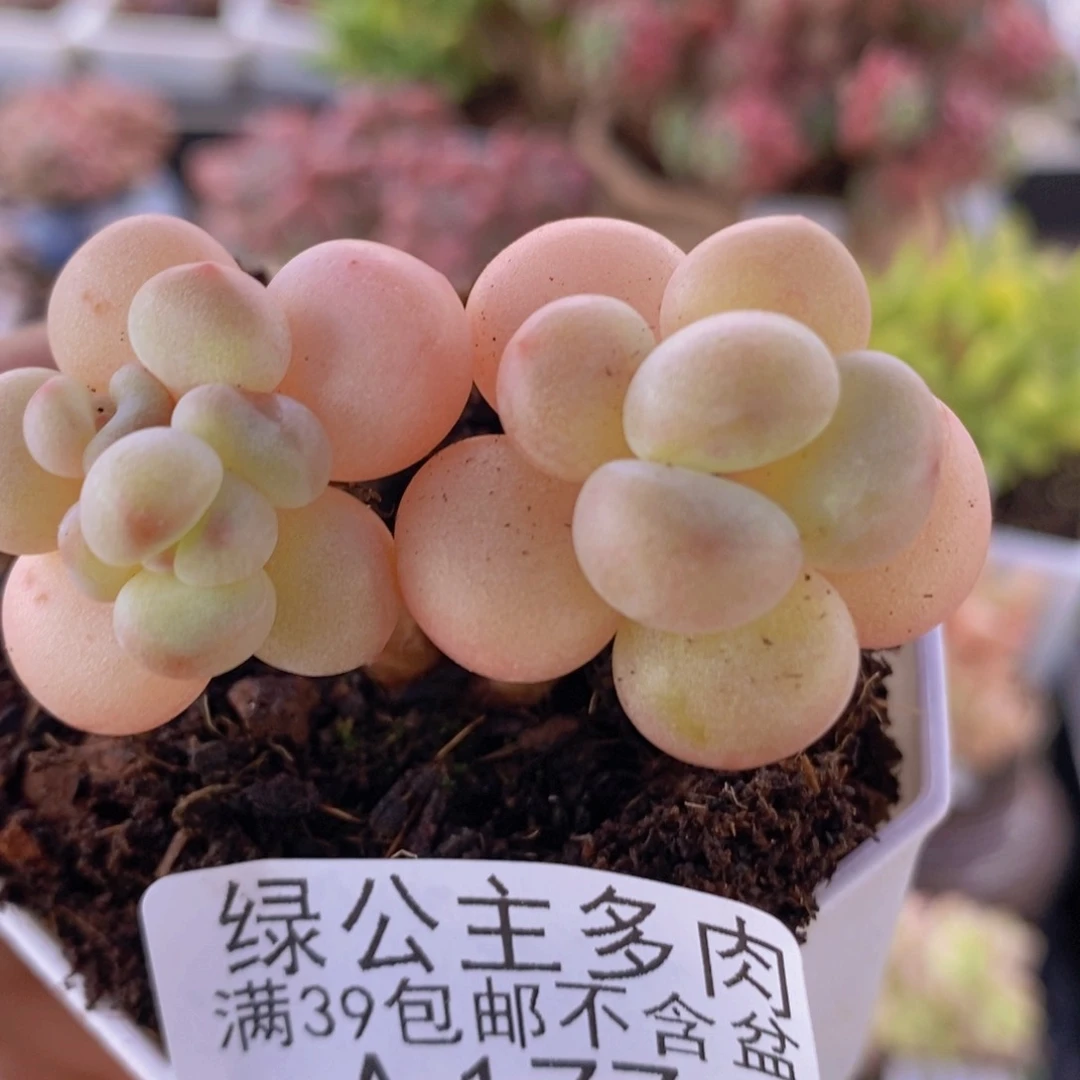 萤火虫5cm177多肉植物