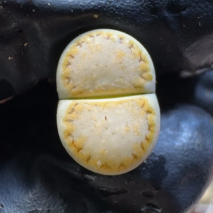 生石花111111。 100