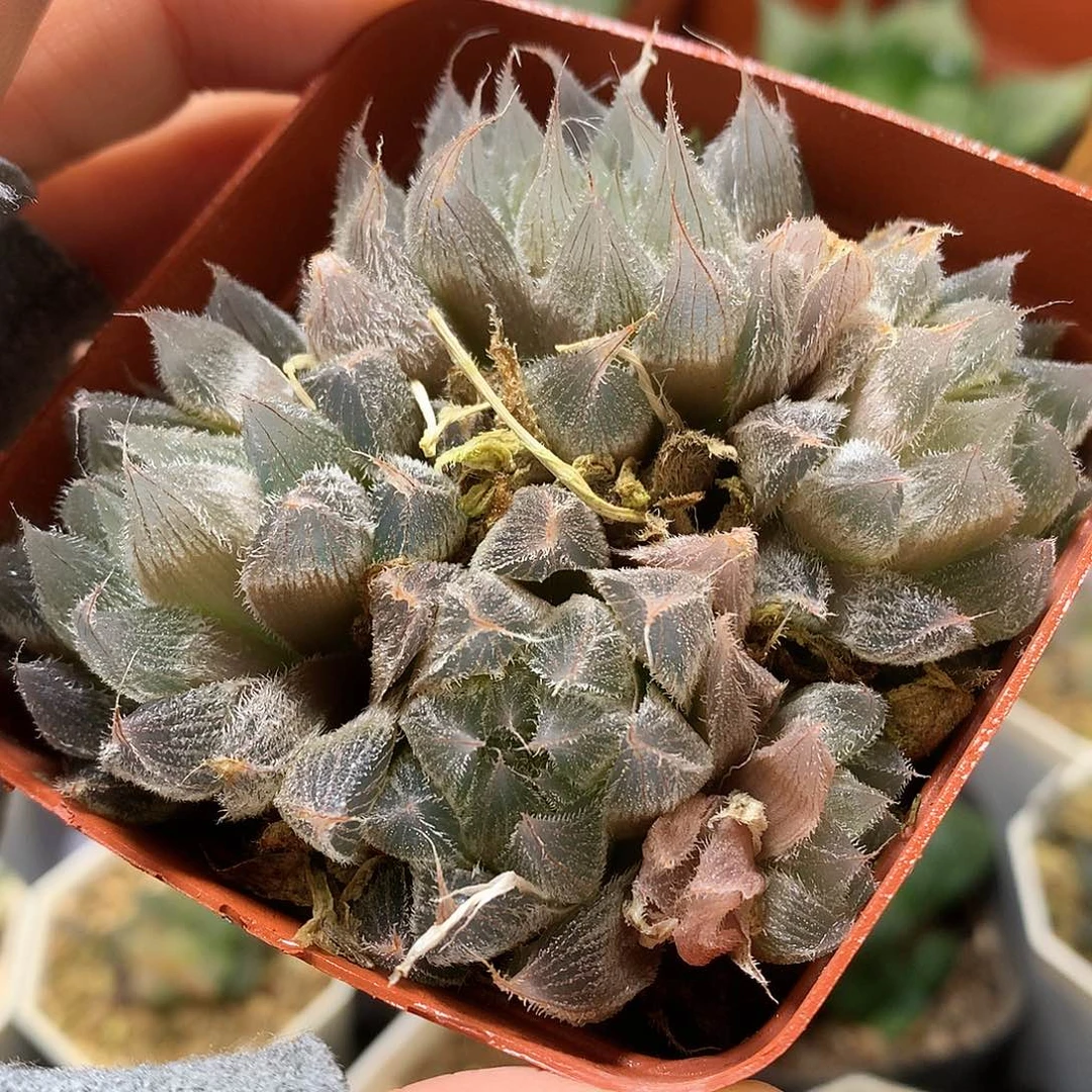 毛玉露带盆土发货tut