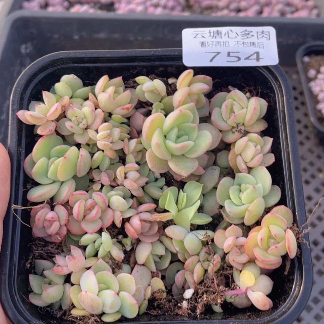 云糖心多肉植物754