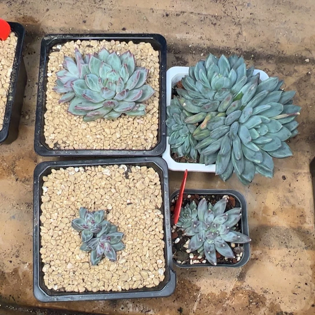 加***带你若安好 四颗美人寄养