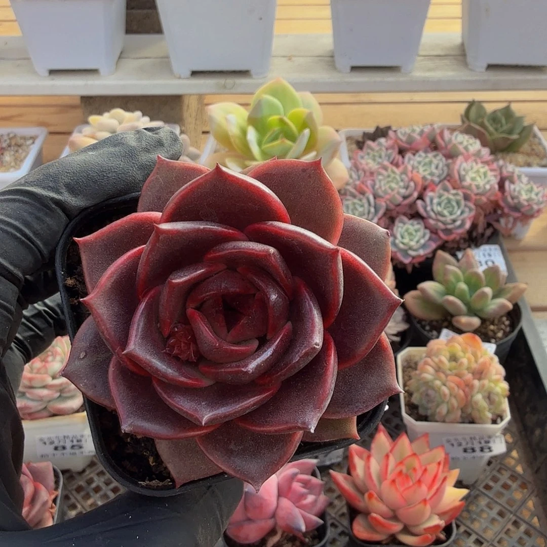 1219-91微醺玫瑰2号