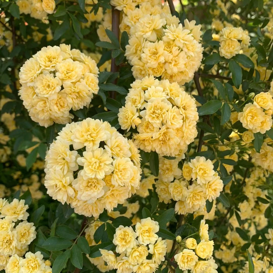 【黄木香】顺丰包邮藤本月季花大苗庭院阳台盆栽耐寒四季开花