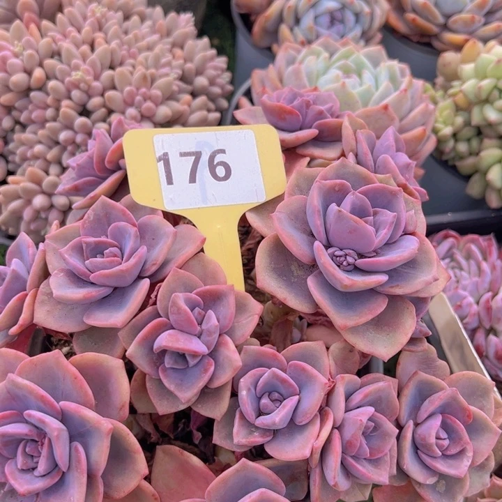 健健康康平平安安