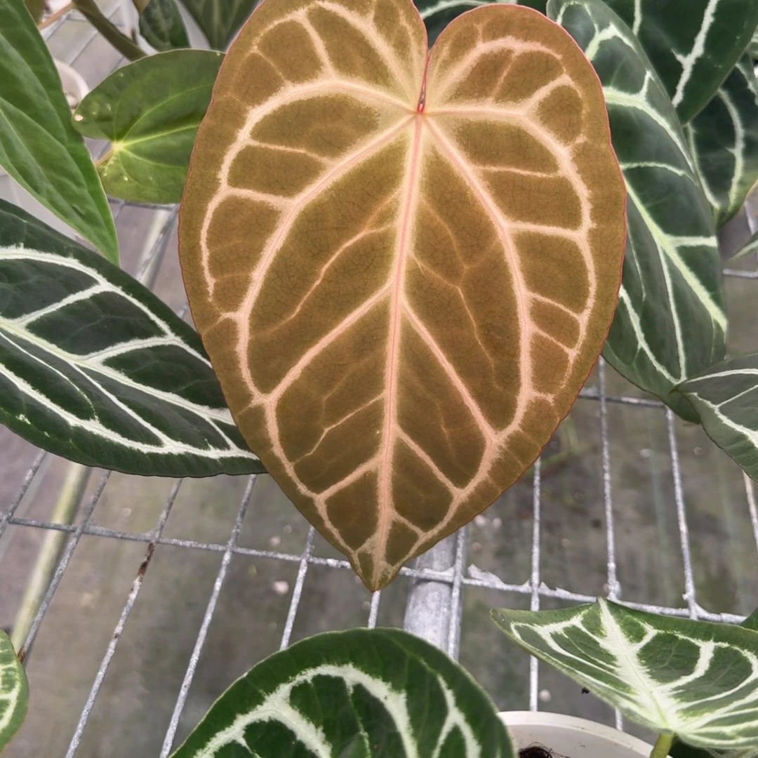 不开花植物红水晶杂银色面纱