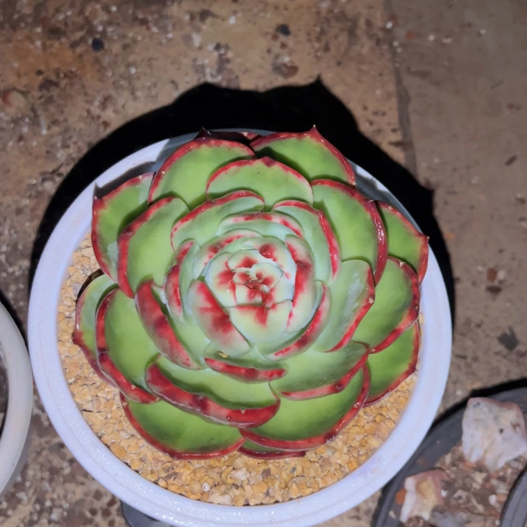 顺***g惊鸿仙子一物一拍