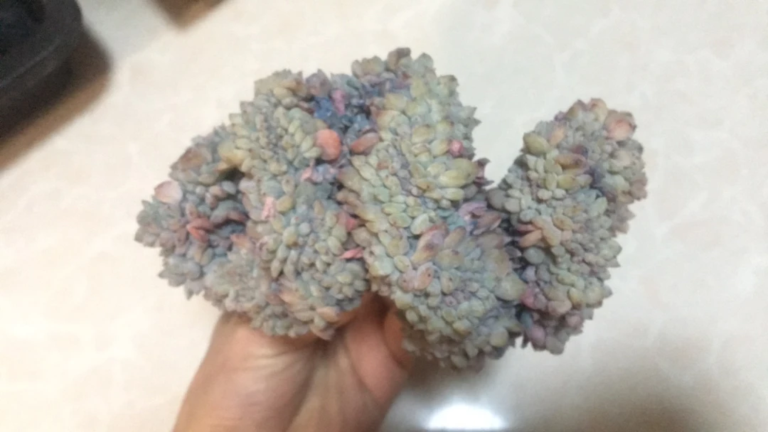 浣熊宝宝缀化多肉