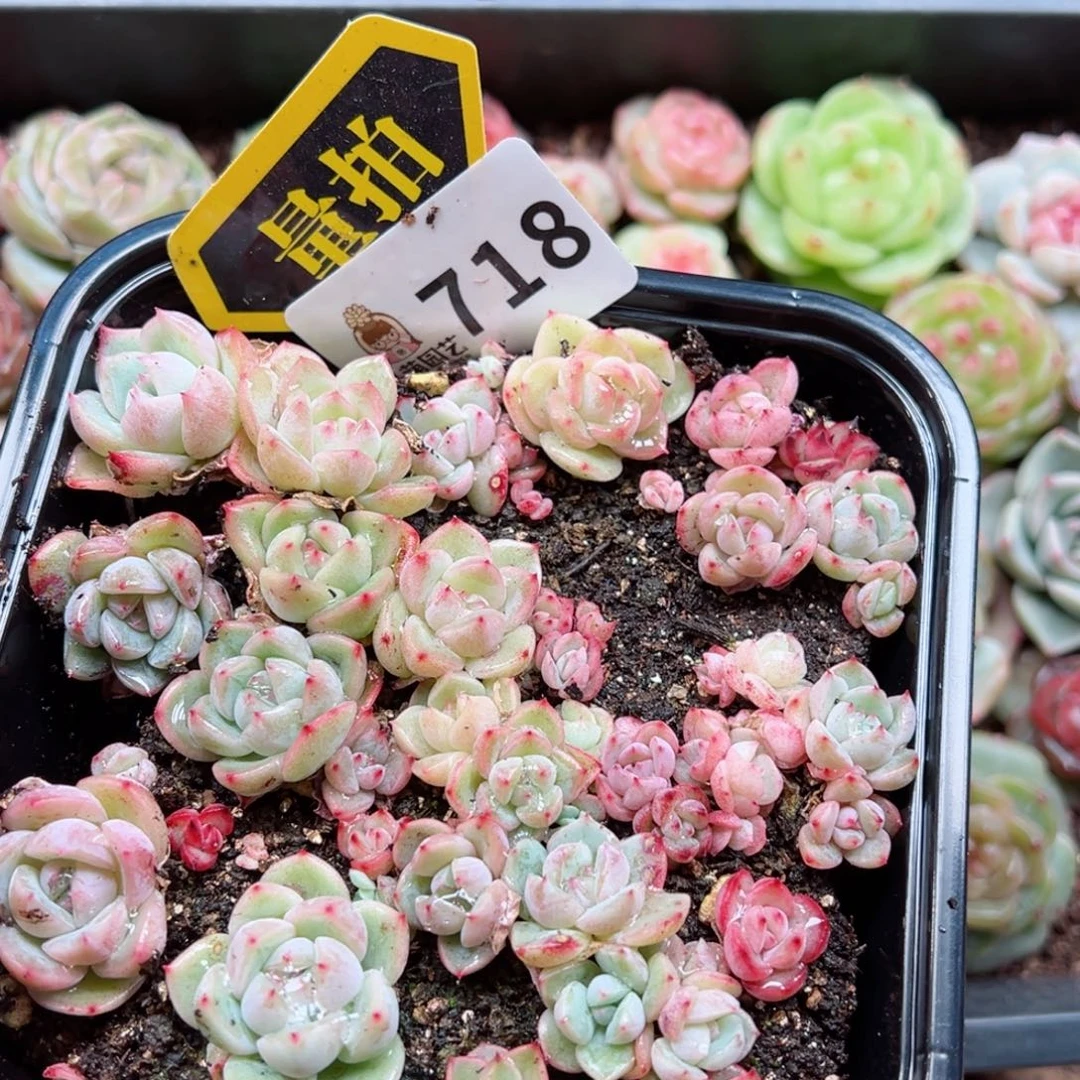 多肉植物多肉植物