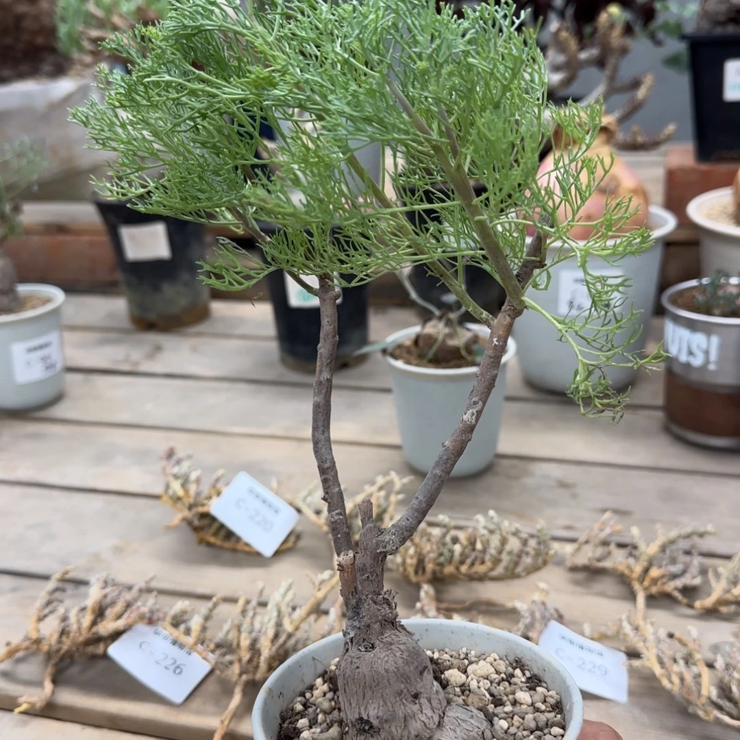 718羽叶厚敦菊块根