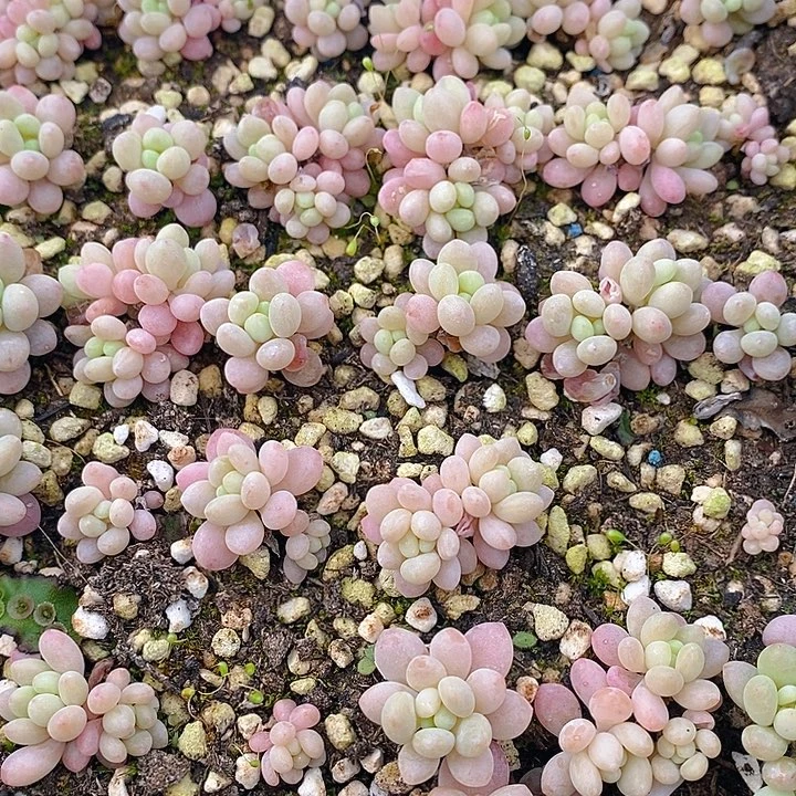 27 多肉植物盆栽花卉植物
