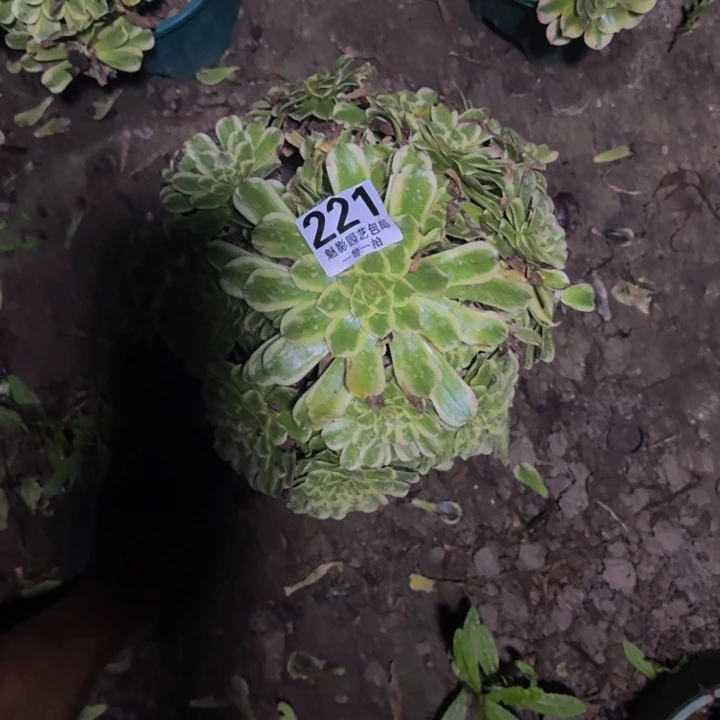 碧浪花30-40包邮花花