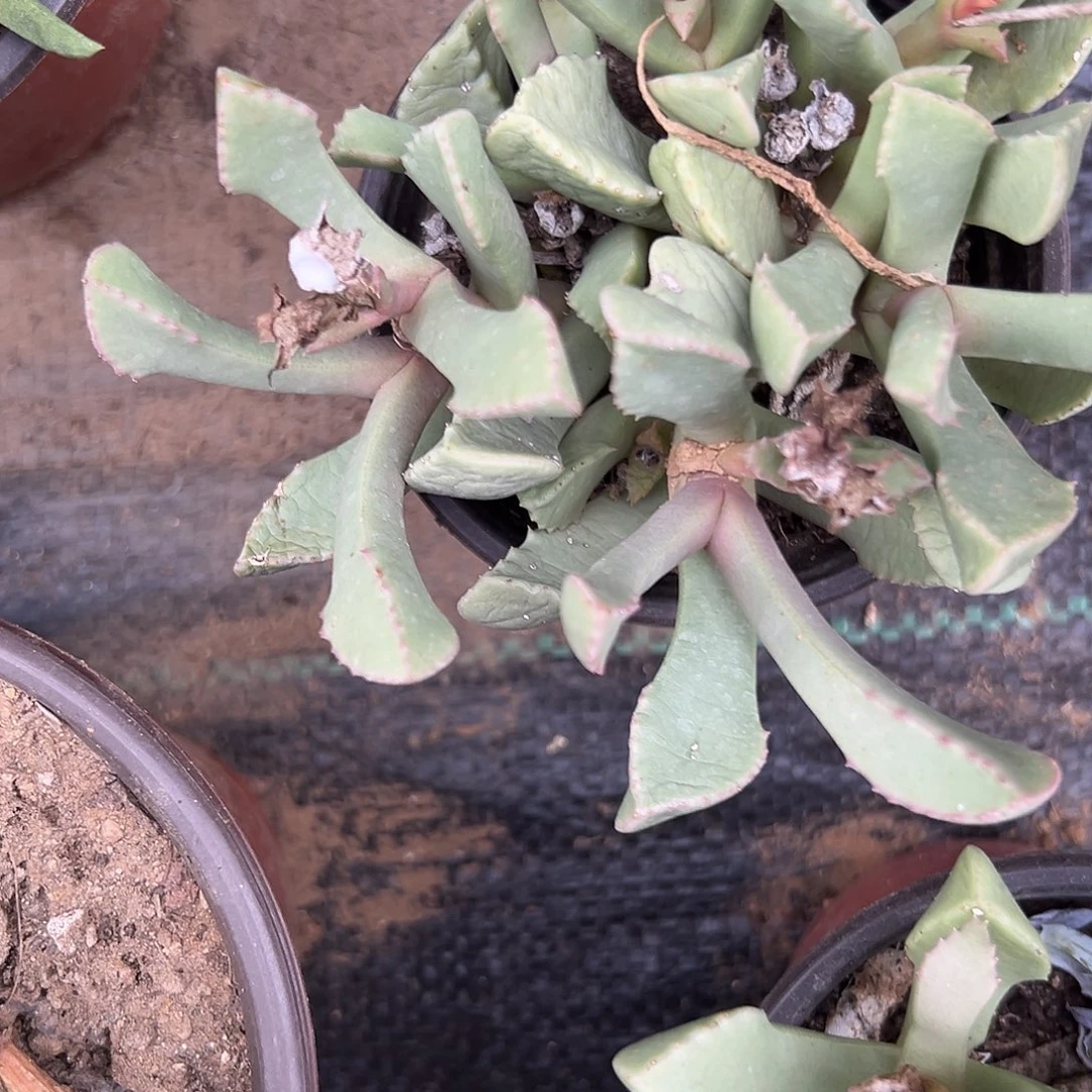 h***g多肉植物多肉植物