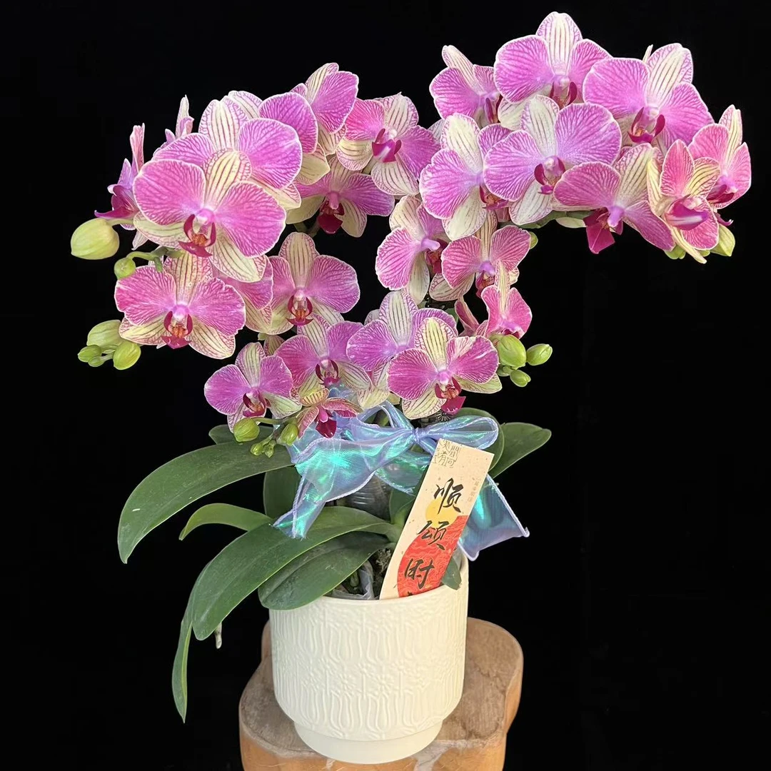 多彩优选（双色鸟）欧品稀有蜡质花蝴蝶兰鲜花室内送礼高端花卉