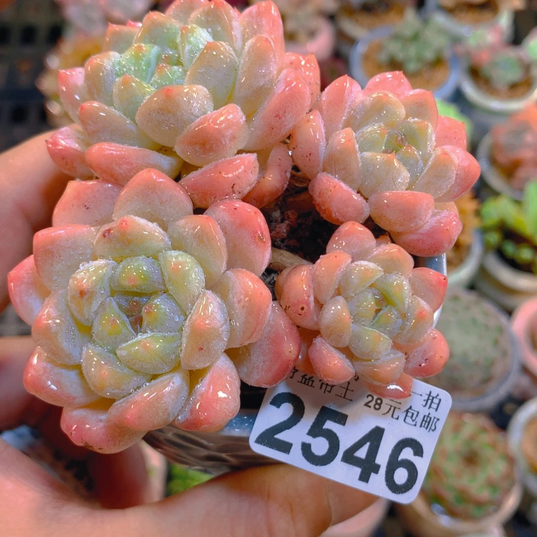 精控多肉植物2546