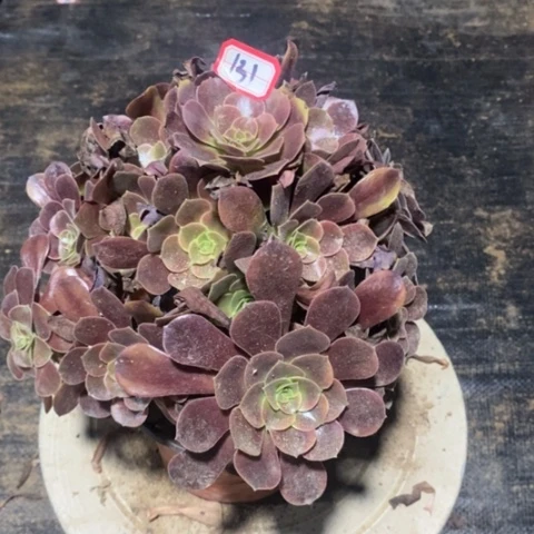 欧嘉莉捧花一物一拍