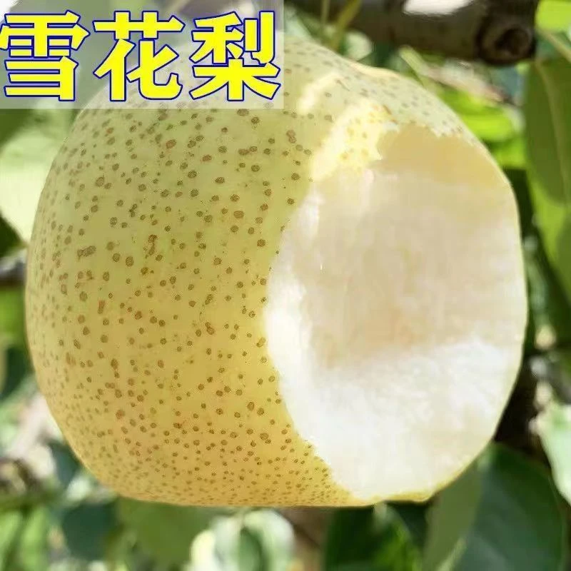 砀山梨树苗嫁接梨树苗特大脆甜梨树苗苹果梨树苗南方北方四季种植
