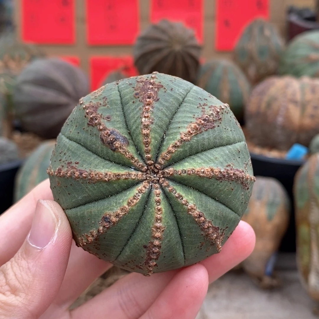 4布纹球精品一物一拍