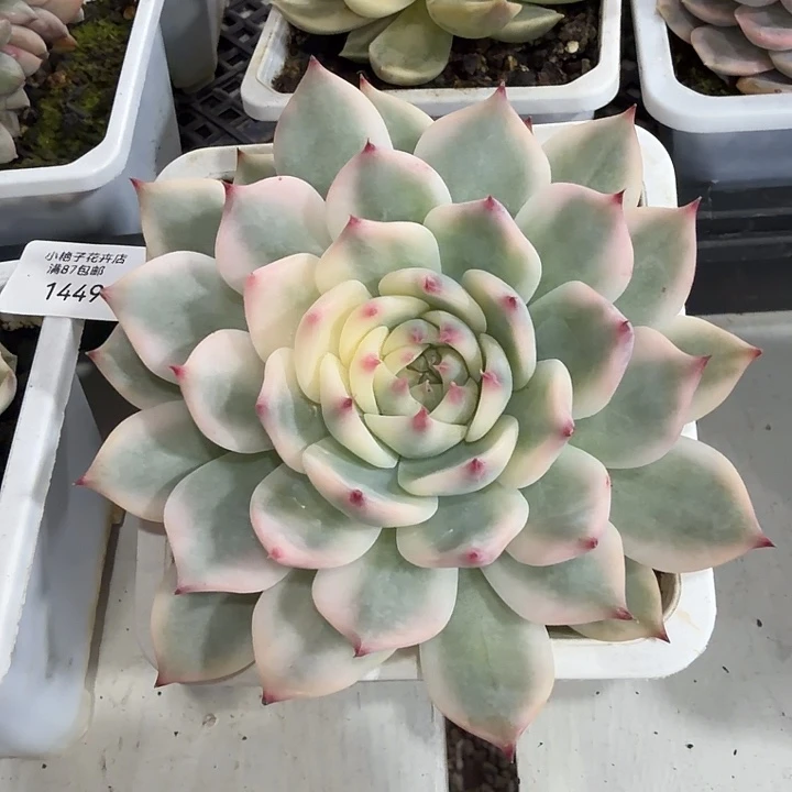 吉娃娃锦多肉植物