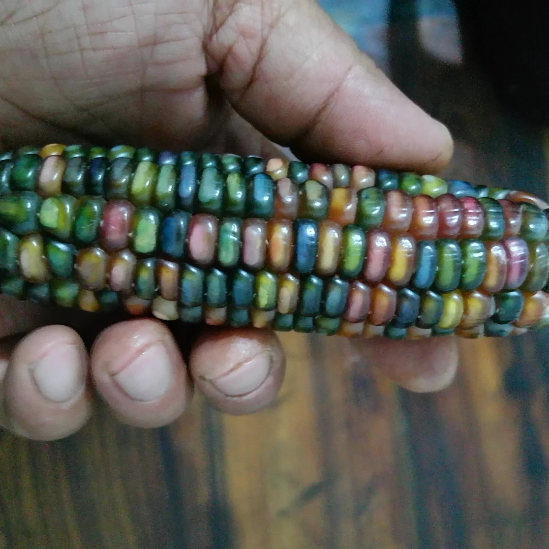 七彩琉璃玉米种子99.9元100粒