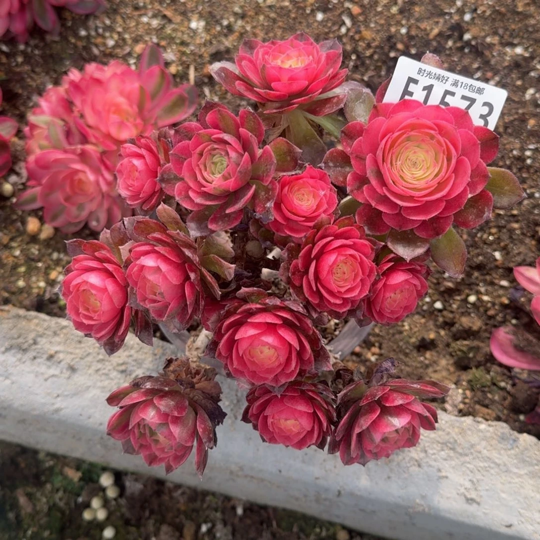 1573荔枝多肉植物