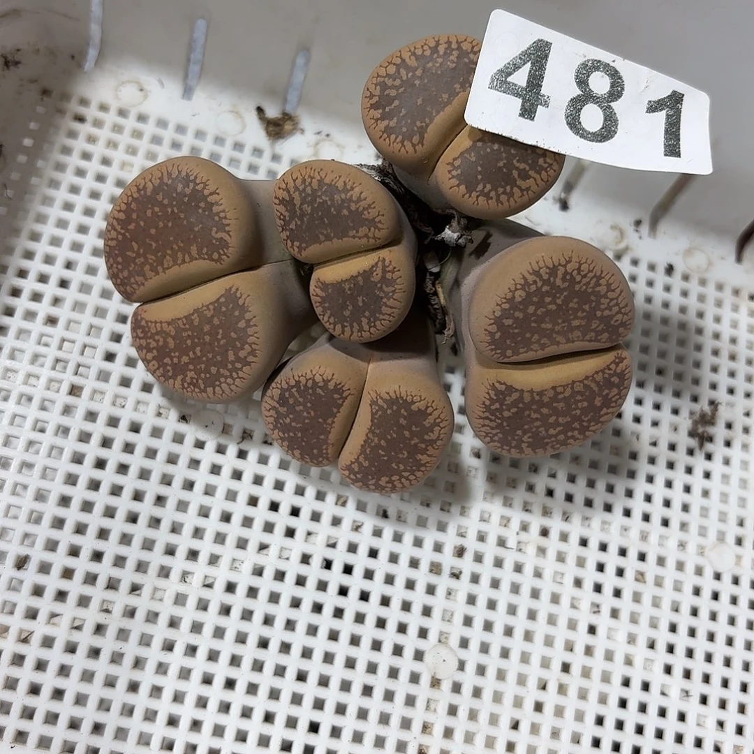 顺***3生石花特价一物一拍481