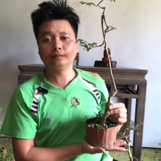 无花朵盆景盆栽植物
