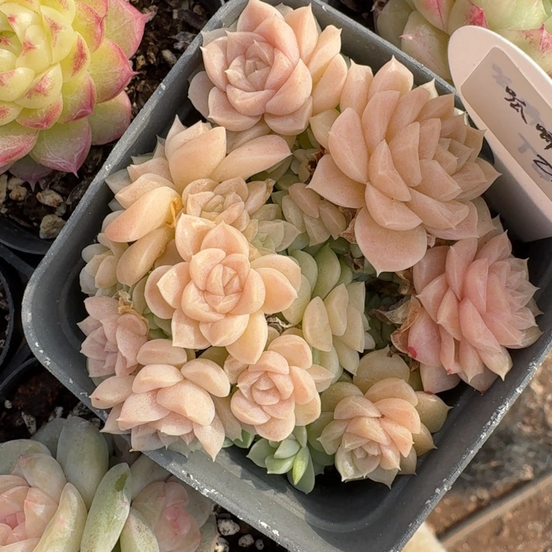 1229-12-粉体麦杆群生一颗