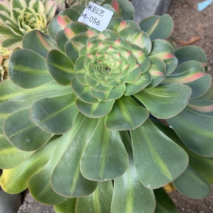暴君多肉植物056