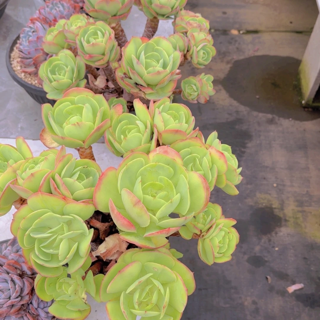 18碧桃多肉植物的生长