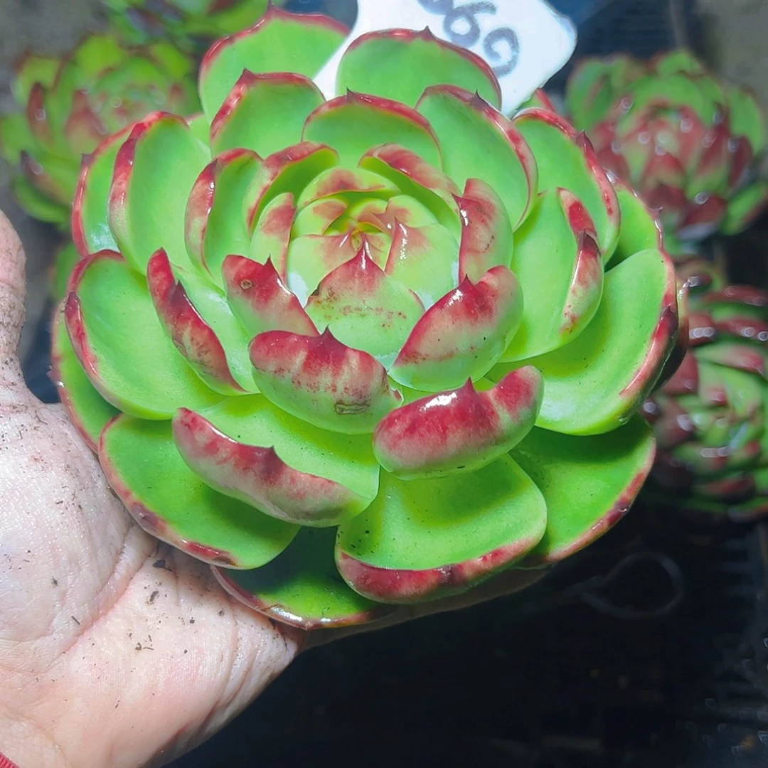 惊鸿仙子2069号有干疤介意勿拍