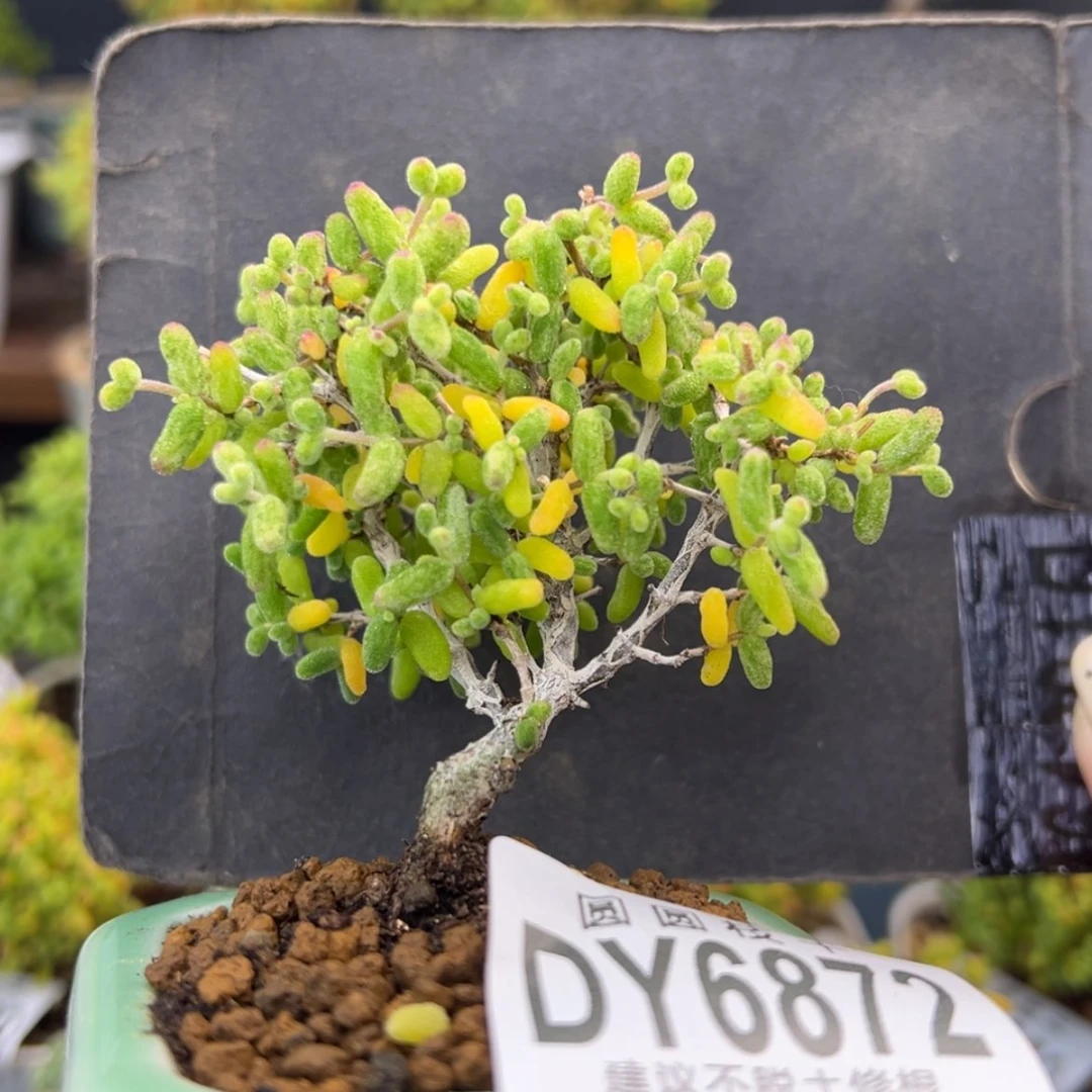 【闪购商品】dy6872糖球白糊斑锦冠幅6.5cm