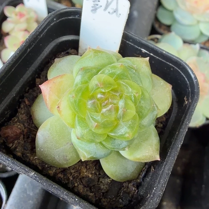 飘枝甜心四公分盆口