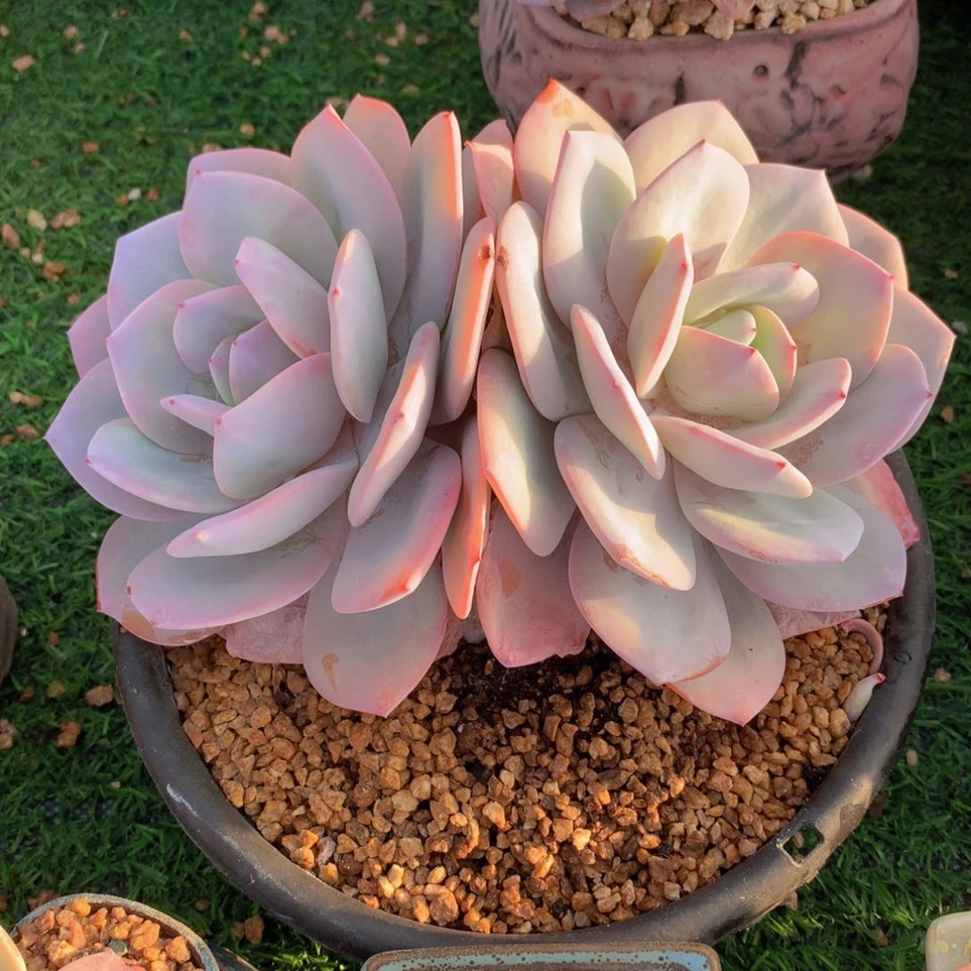 铁***侠奶茶20 公分一物一拍