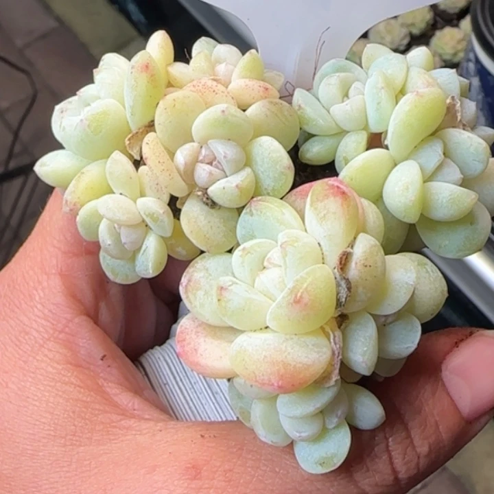 754   冰玉群拍一发3