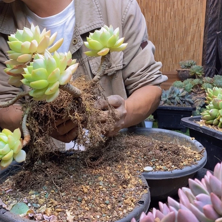 西***兮318号恋曲多肉植物