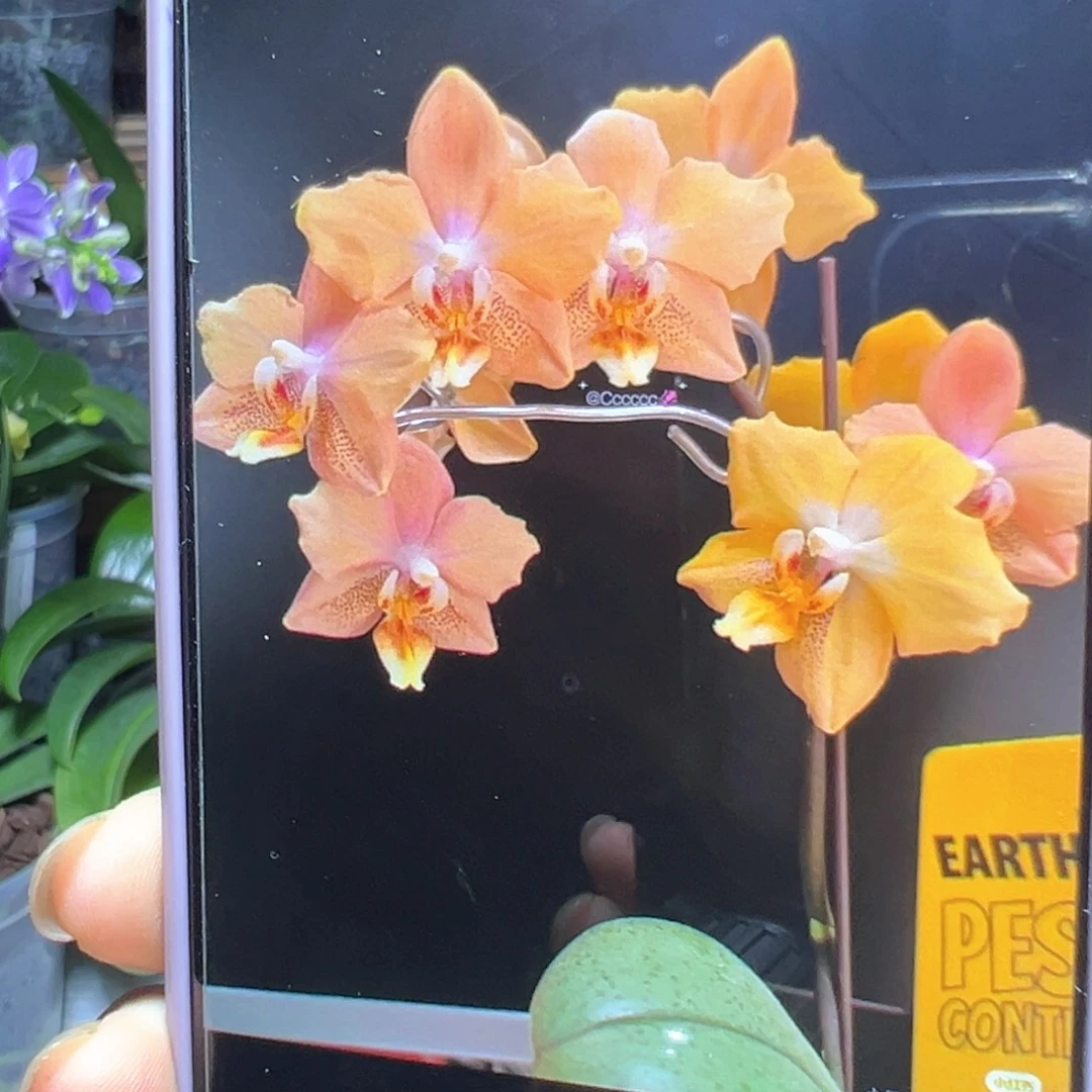 当前无花栽培后可以开花风之谷苗