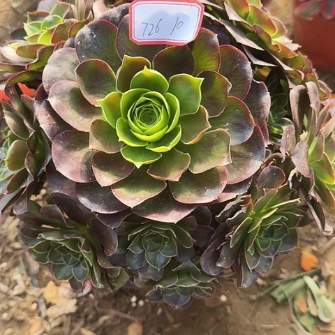 多肉植物美金玫瑰726