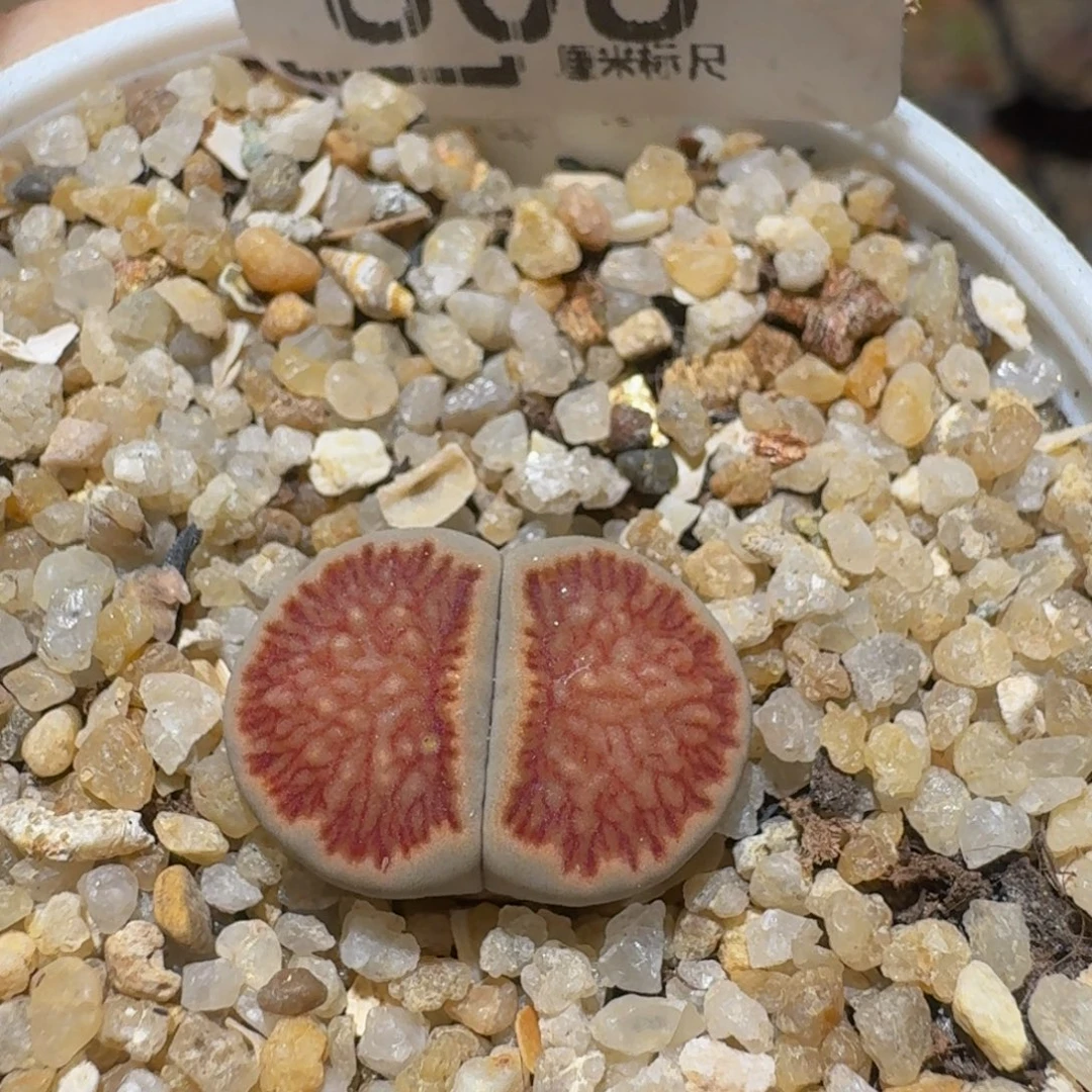 Ssss精品生石花808