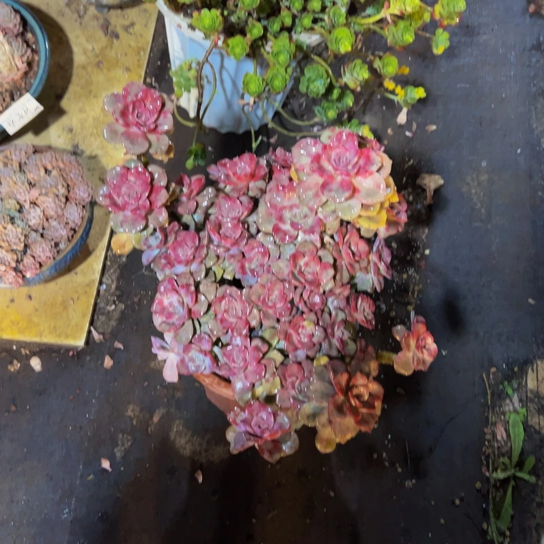 丽*?紫乐一物一拍脱土包邮