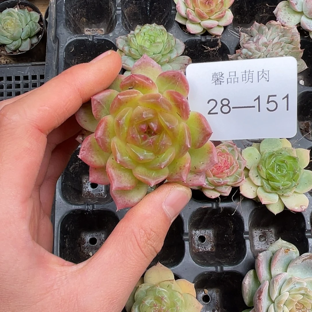 多肉一物一拍28-151