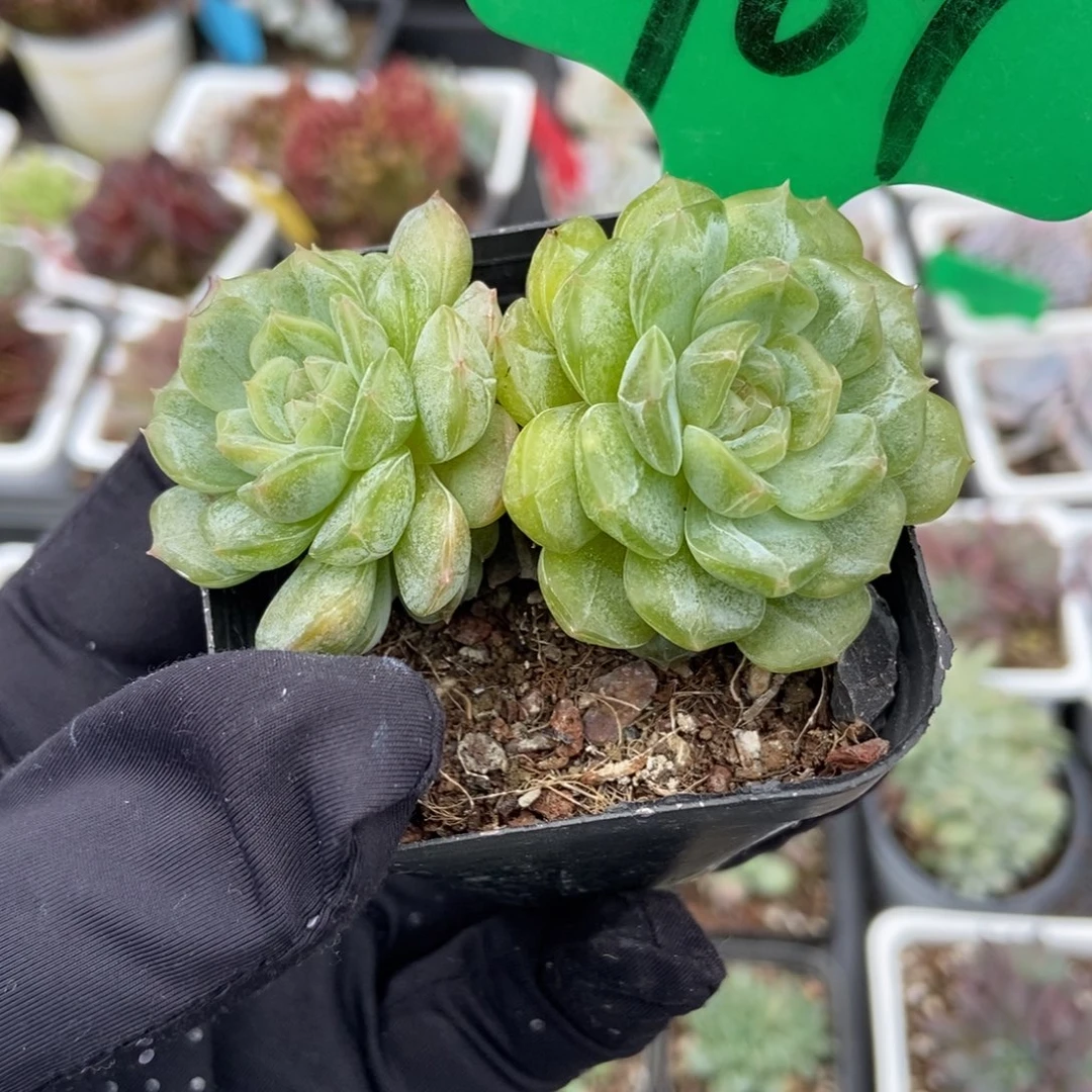 907白色恋人多肉植物
