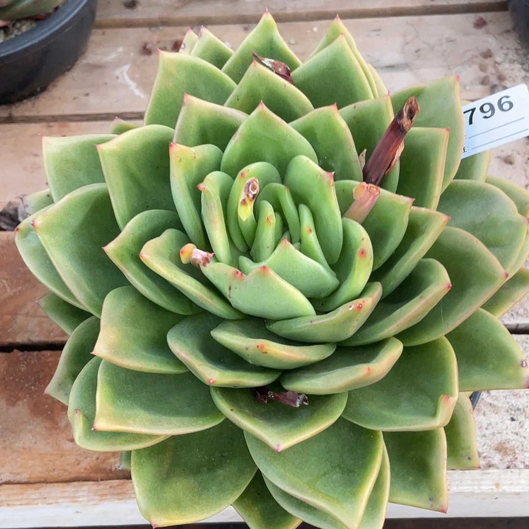 若如东云单拍A796