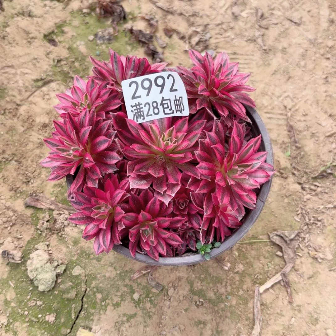 2992凤凰超白多肉1111