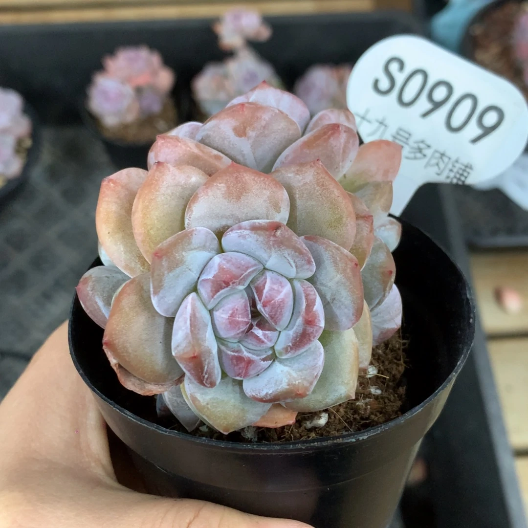 S0909 突尼斯 模特同款