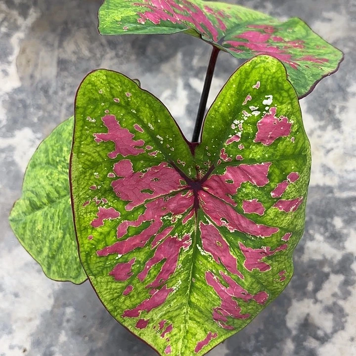 21-0701彩叶芋广东现货